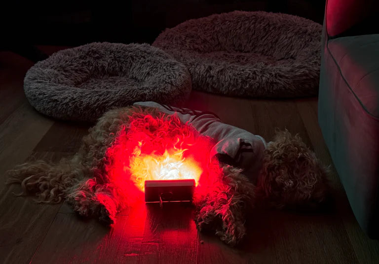 Red Light Therapy for Pets